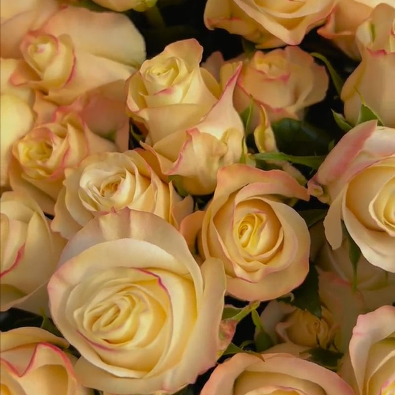 🌹Colorful Roses Seeds🌹