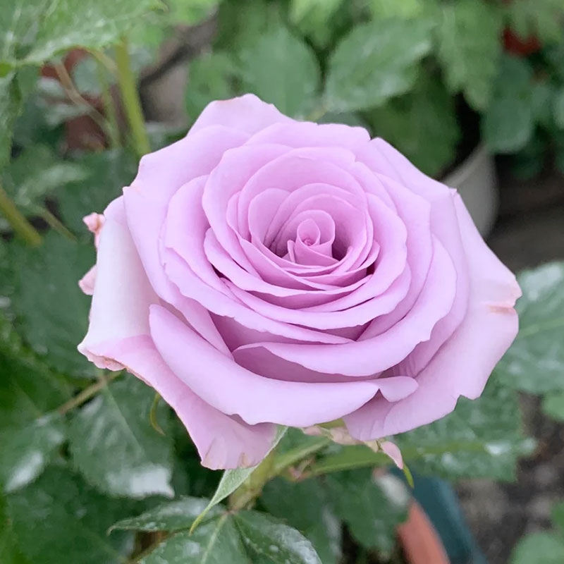 🌹Colorful Roses Seeds🌹