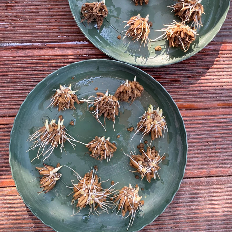 ✨Hot Selling💐Colorful Ranunculus Bulbs