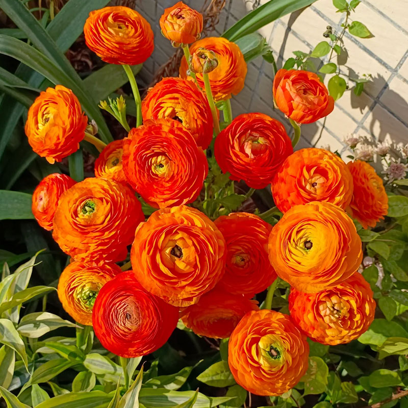 ✨Hot Selling💐Colorful Ranunculus Bulbs