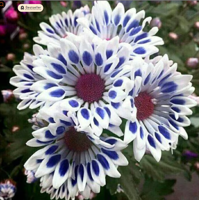 Rare Seed - Marigold