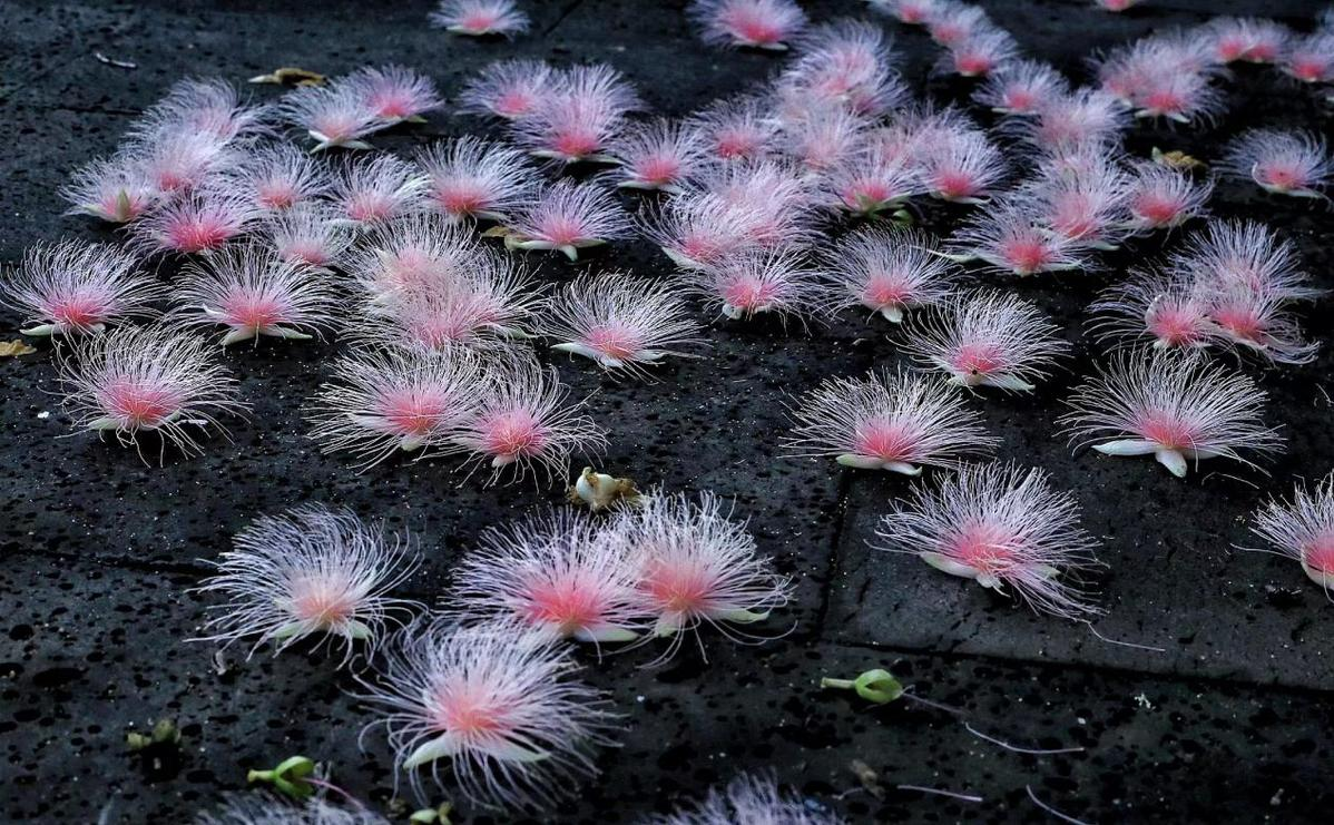 Barringtonia racemosa seeds🌸
