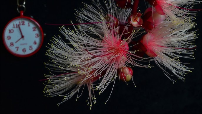 Barringtonia racemosa seeds🌸