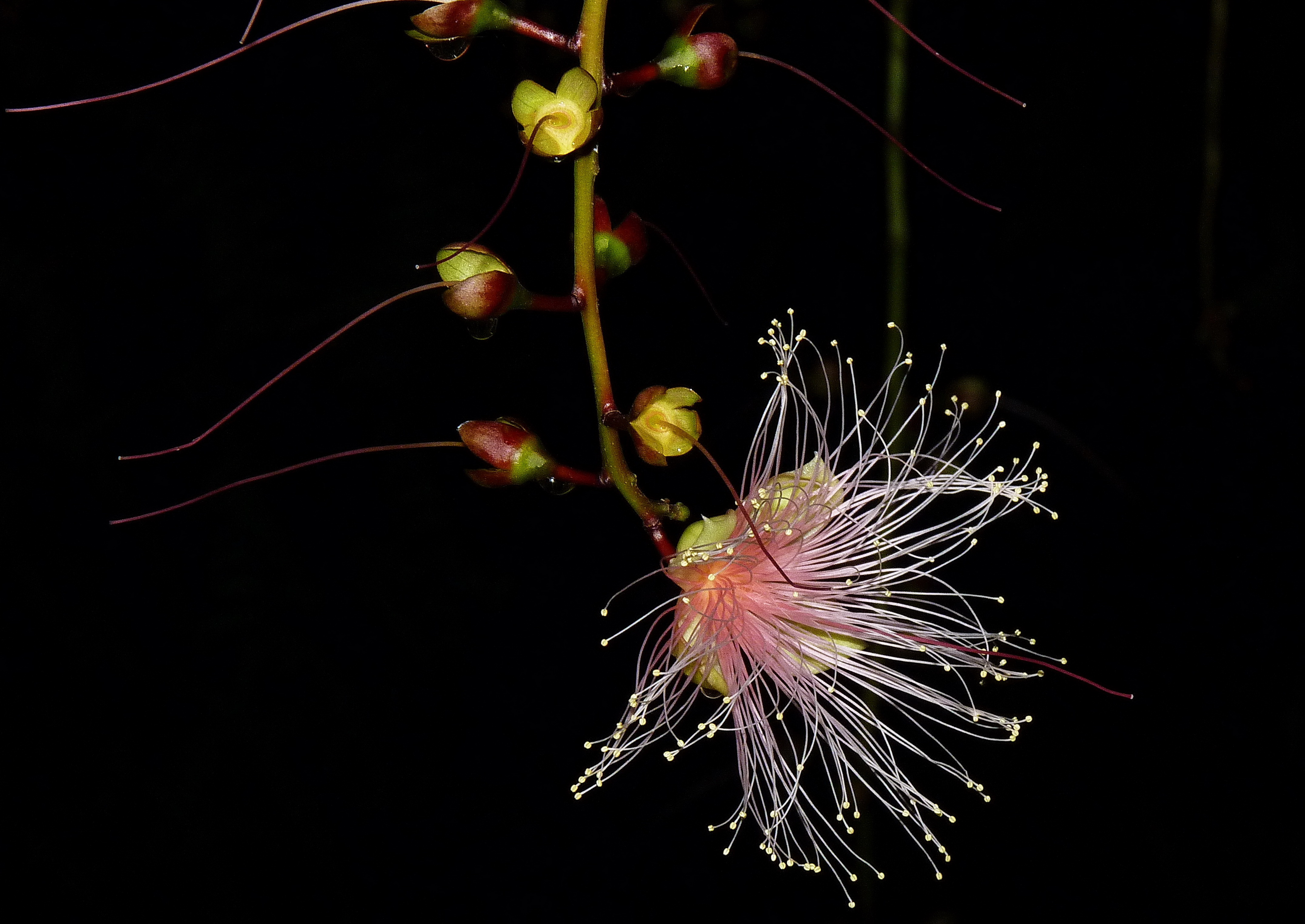 Barringtonia racemosa seeds🌸