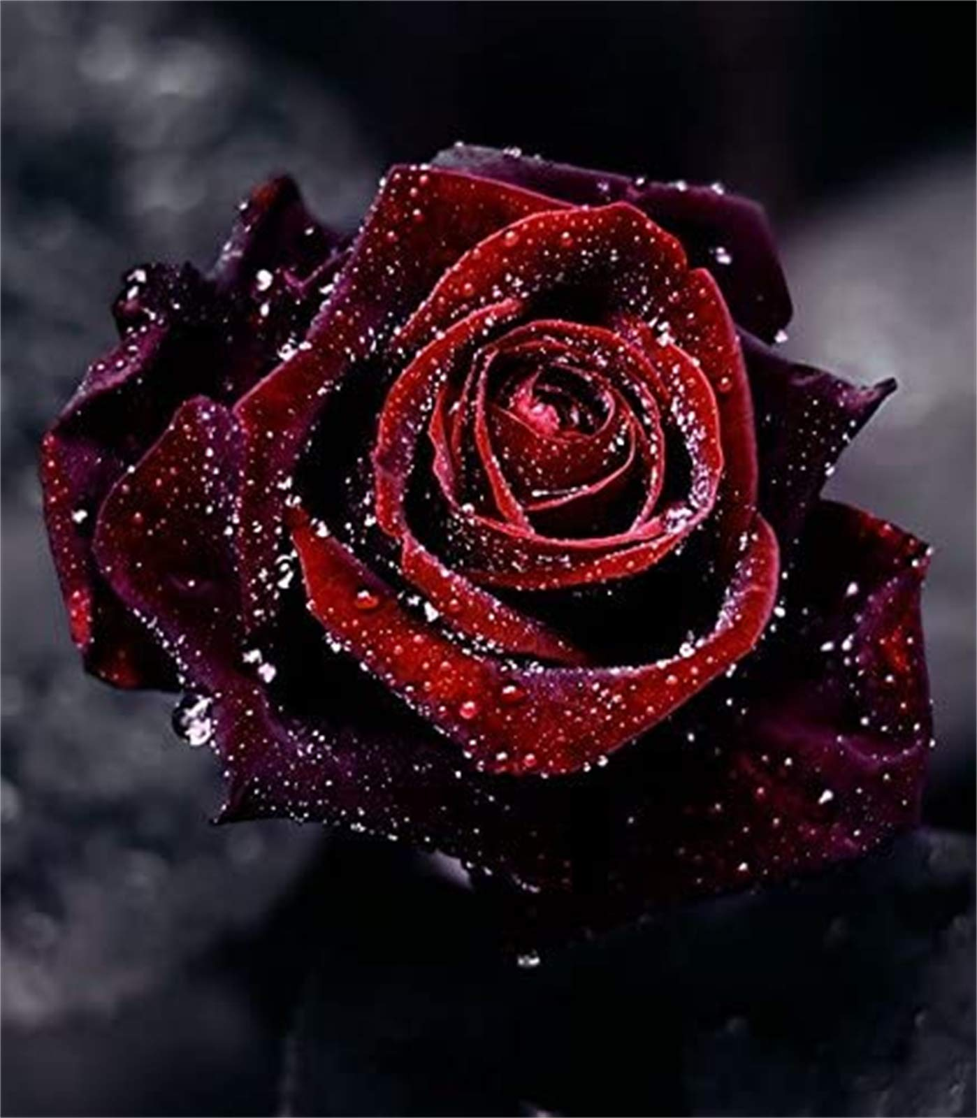 Black Baccara True Blood Hybrid Tea Rose Flower Seeds