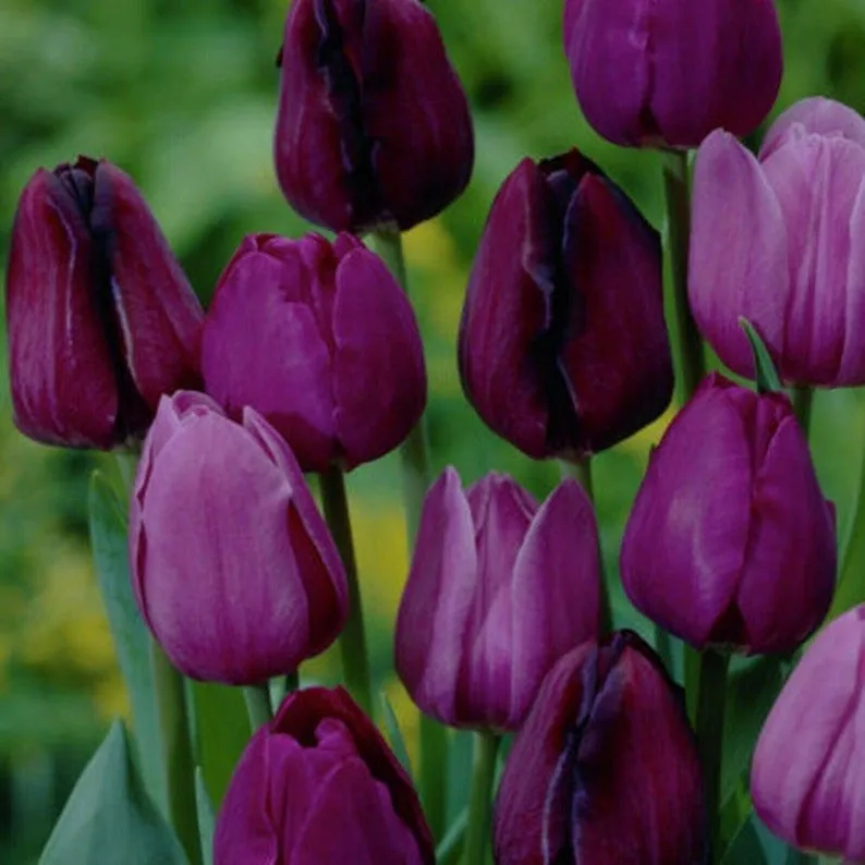 Mixed Tulip Seeds