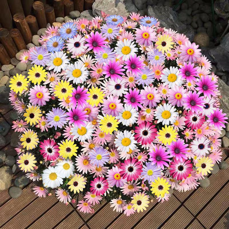 Mixed Perennial Pyrethrum Seeds