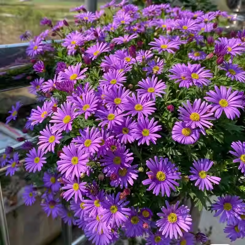 Mixed Perennial Pyrethrum Seeds