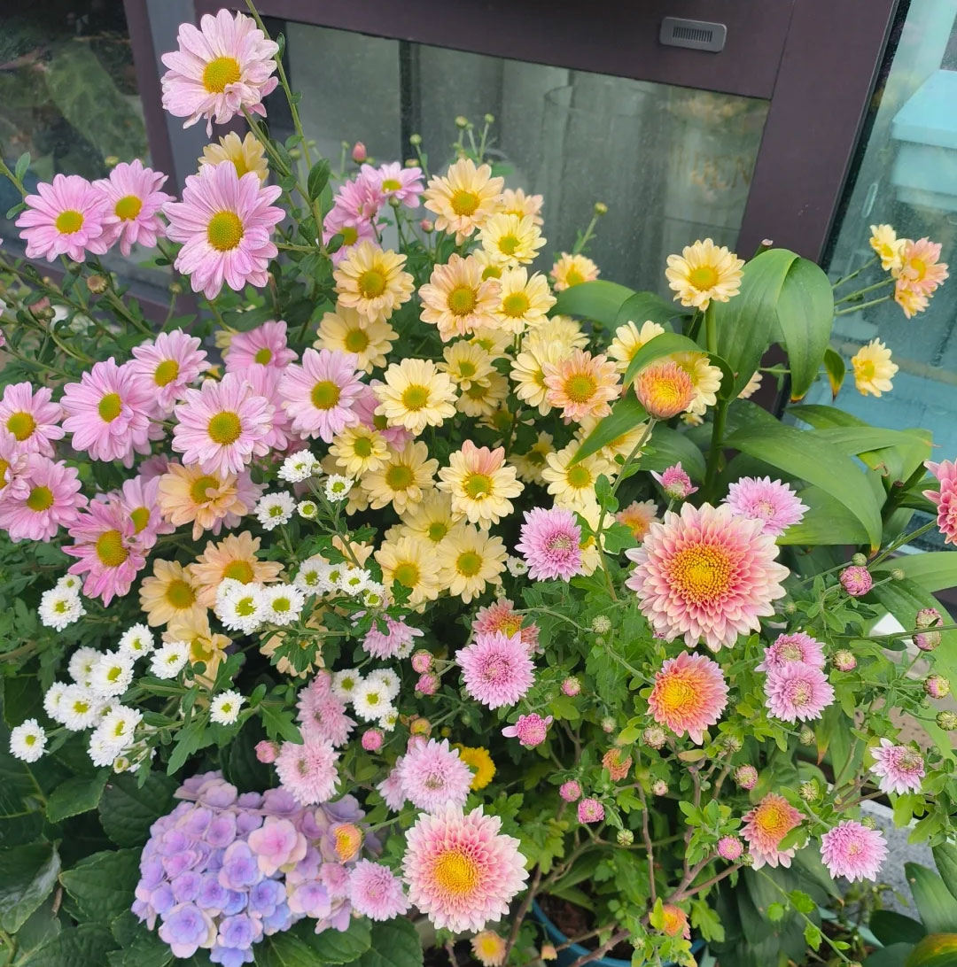 Mixed Perennial Pyrethrum Seeds