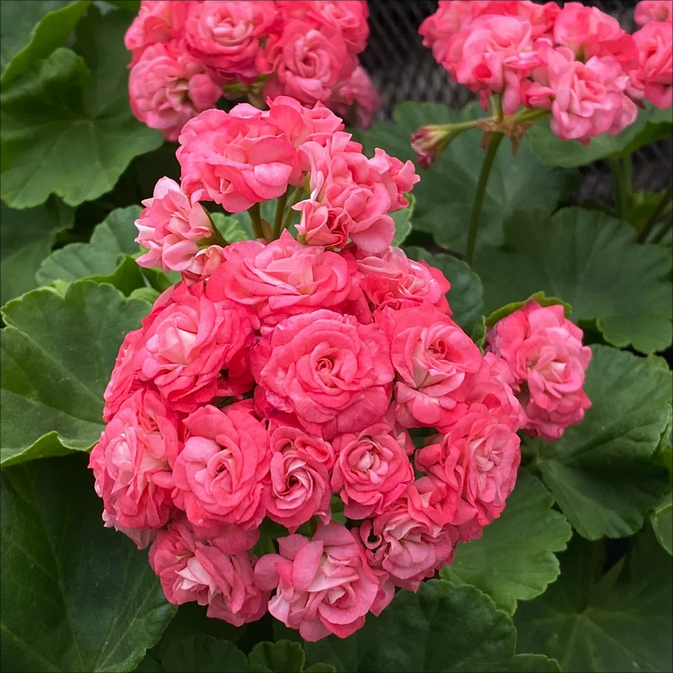 Apple Blossom Geranium Seeds