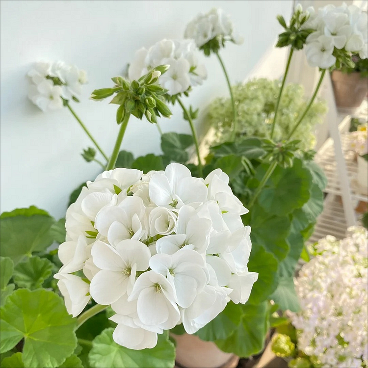 Apple Blossom Geranium Seeds