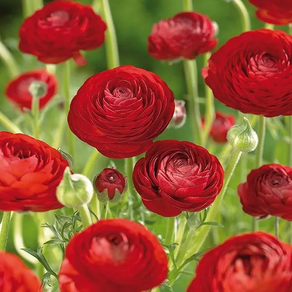 ✨Hot Selling💐Colorful Ranunculus Bulbs