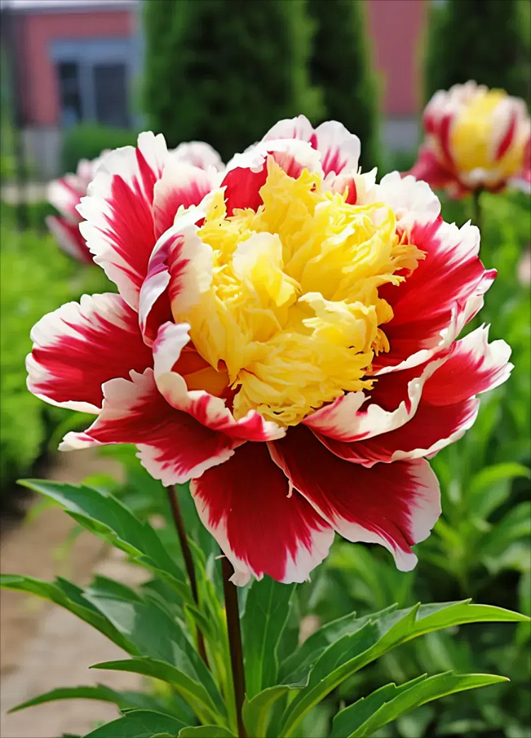 Beautiful Limited Edition Peony Flower Seeds