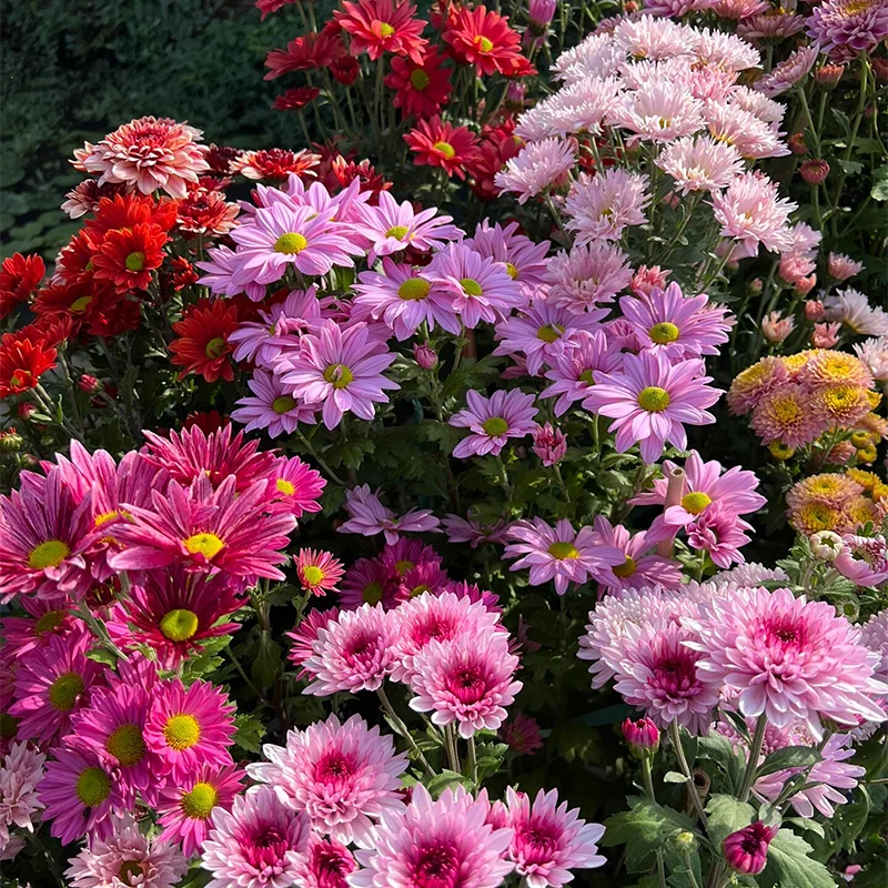 Mixed Perennial Chrysanthemum Seeds - Over 60 Kinds Mixed💐