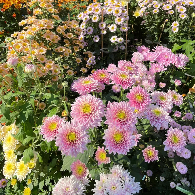 Mixed Perennial Chrysanthemum Seeds - Over 60 Kinds Mixed💐