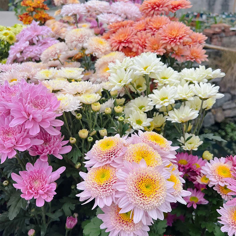 Mixed Perennial Chrysanthemum Seeds - Over 60 Kinds Mixed💐