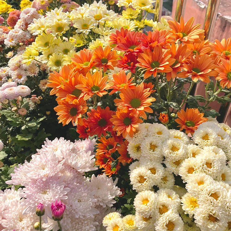 Mixed Perennial Chrysanthemum Seeds - Over 60 Kinds Mixed💐