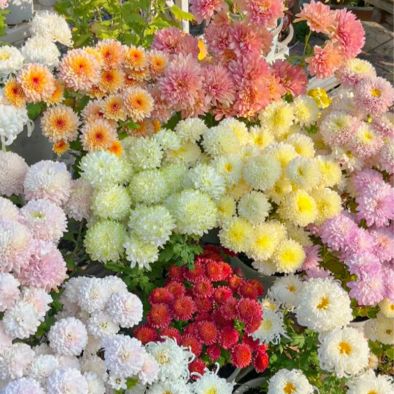 Mixed Perennial Chrysanthemum Seeds - Over 60 Kinds Mixed💐