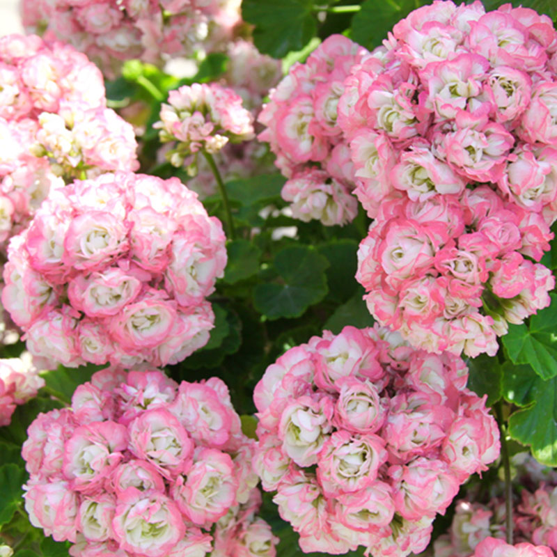 Apple Blossom Geranium Seeds