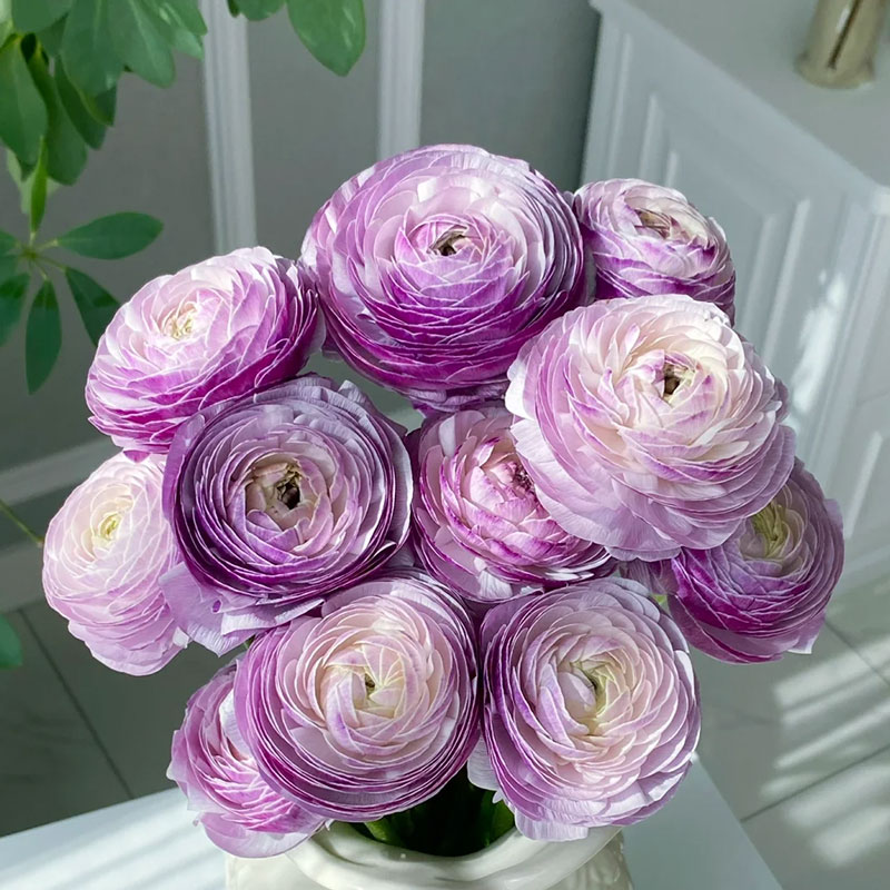 ✨Hot Selling💐Colorful Ranunculus Bulbs