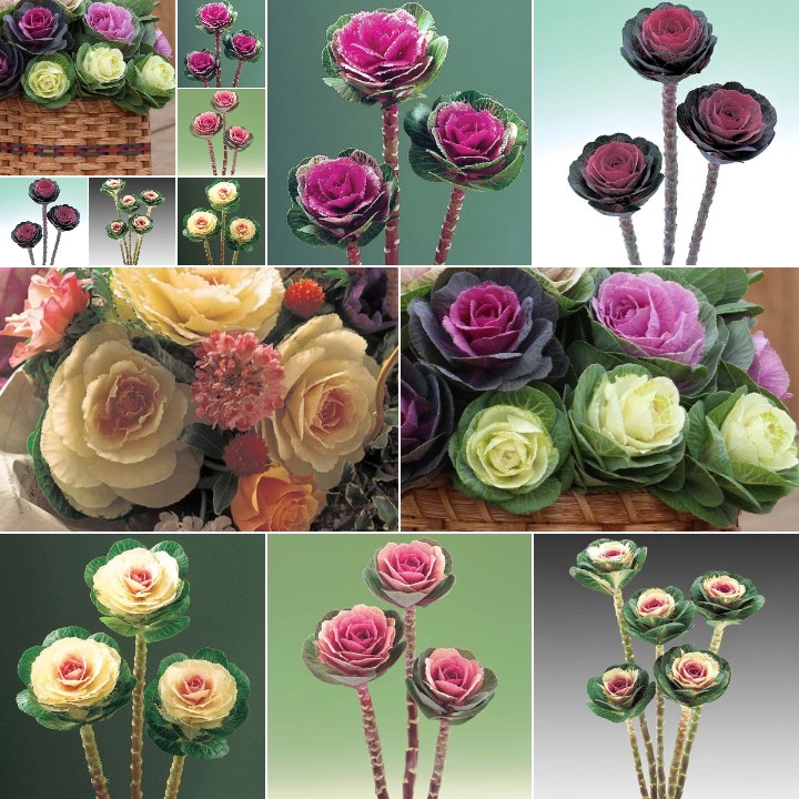 Ornamental Kale Cut Flower Collection Seed