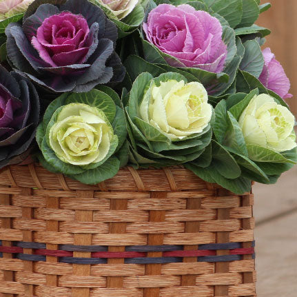 Ornamental Kale Cut Flower Collection Seed