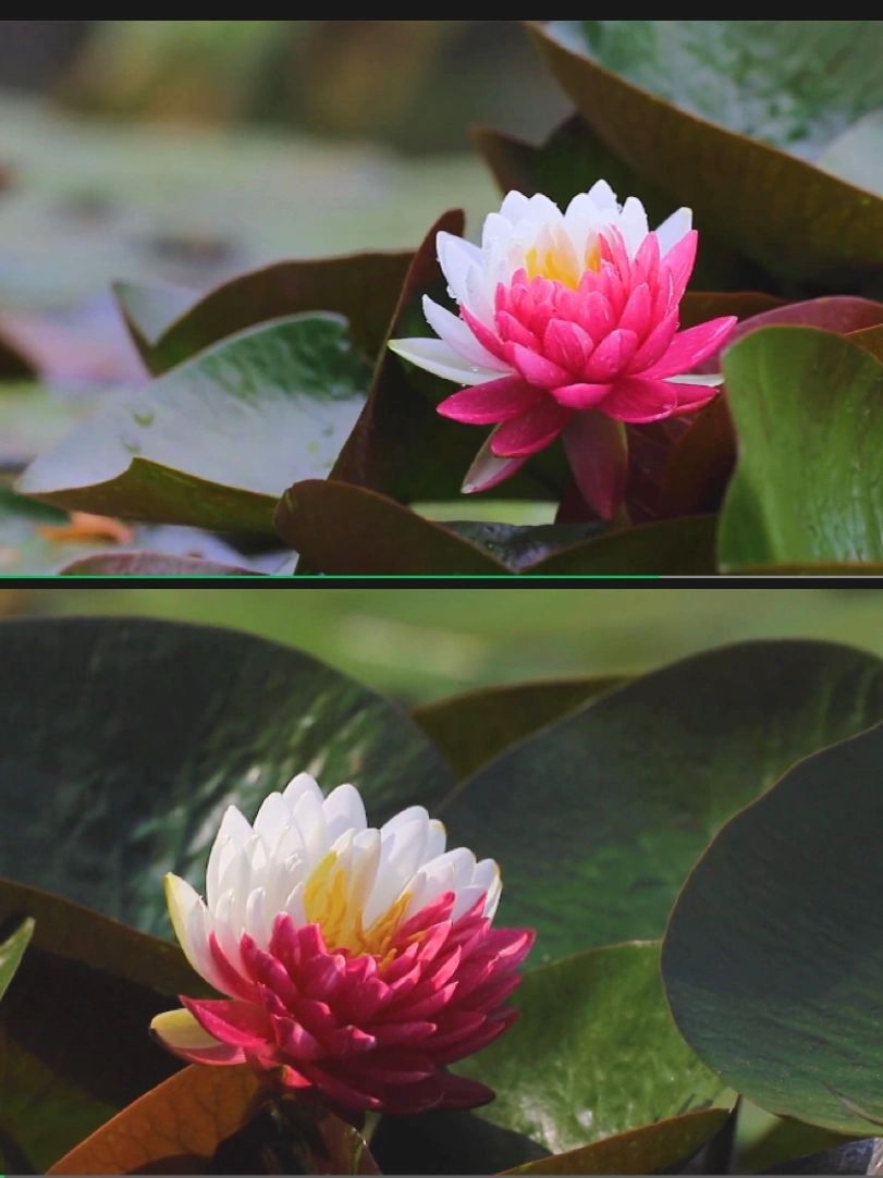 20 PCS Water Lily