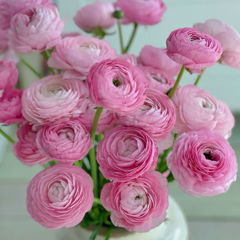 ✨Hot Selling💐Colorful Ranunculus Bulbs