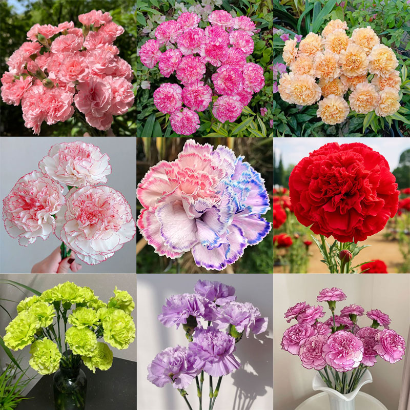 🔥Hot Sale🔥Colorful Carnation Seeds