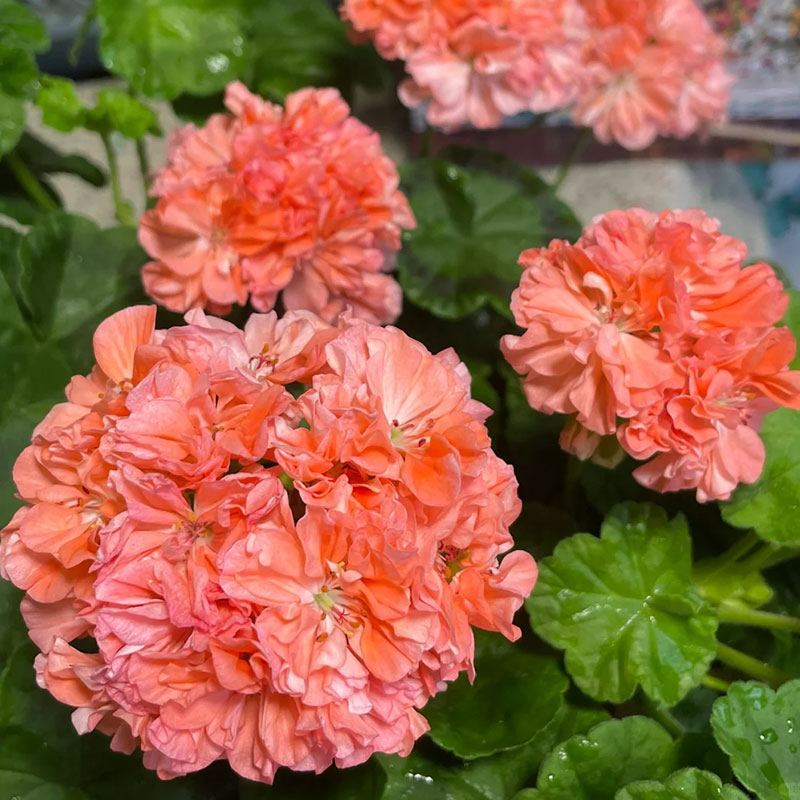 Apple Blossom Geranium Seeds