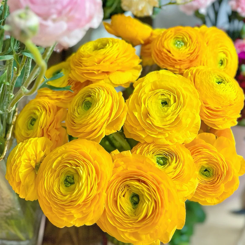 ✨Hot Selling💐Colorful Ranunculus Bulbs