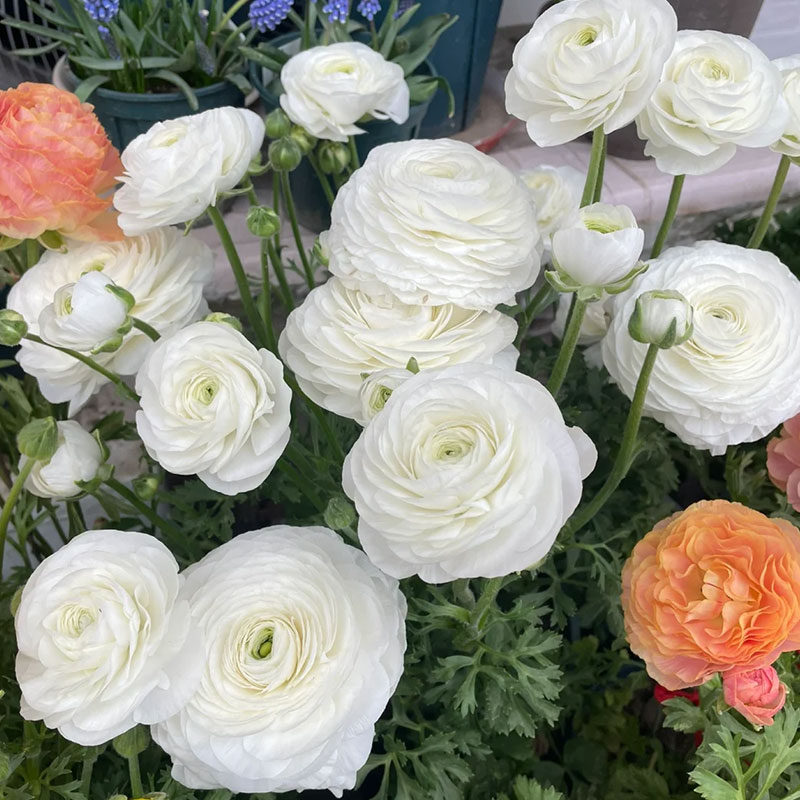 ✨Hot Selling💐Colorful Ranunculus Bulbs