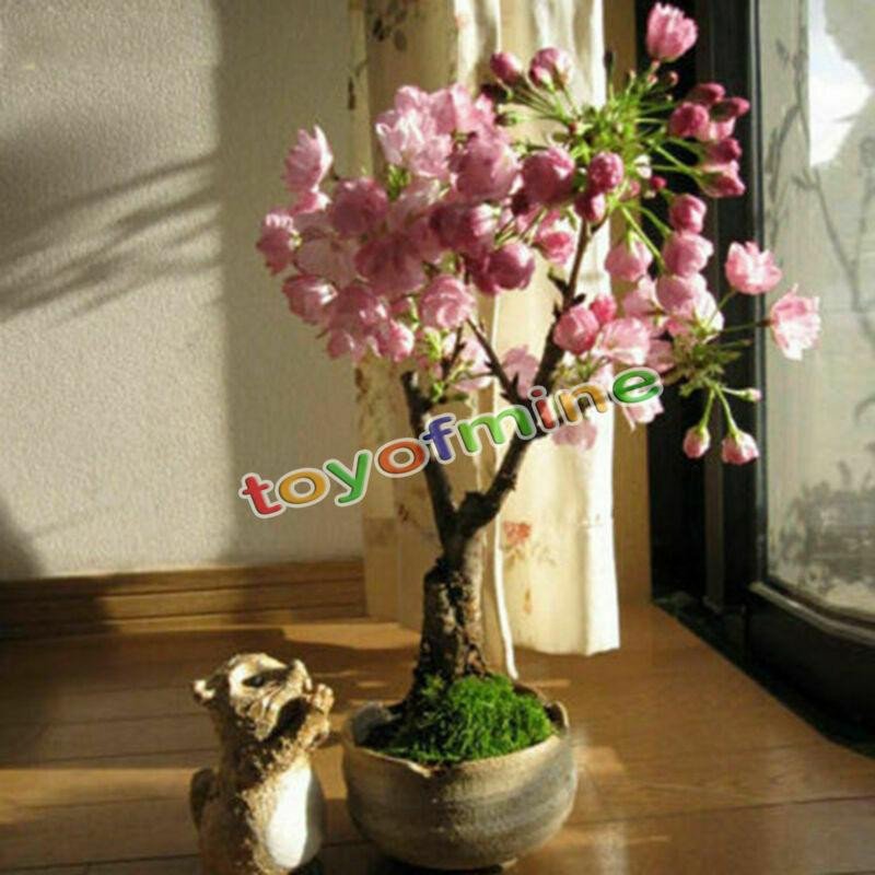20PCS Cherry Bonsai Bonsai Tree Japanese New Blossoms Sakura seeds Flower Seeds