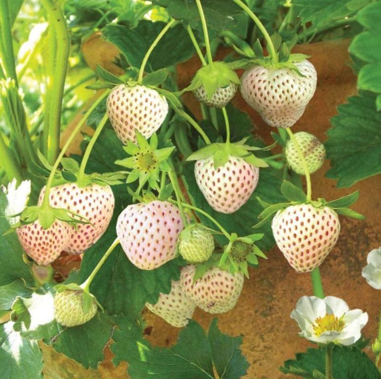 Strawberry Seeds
