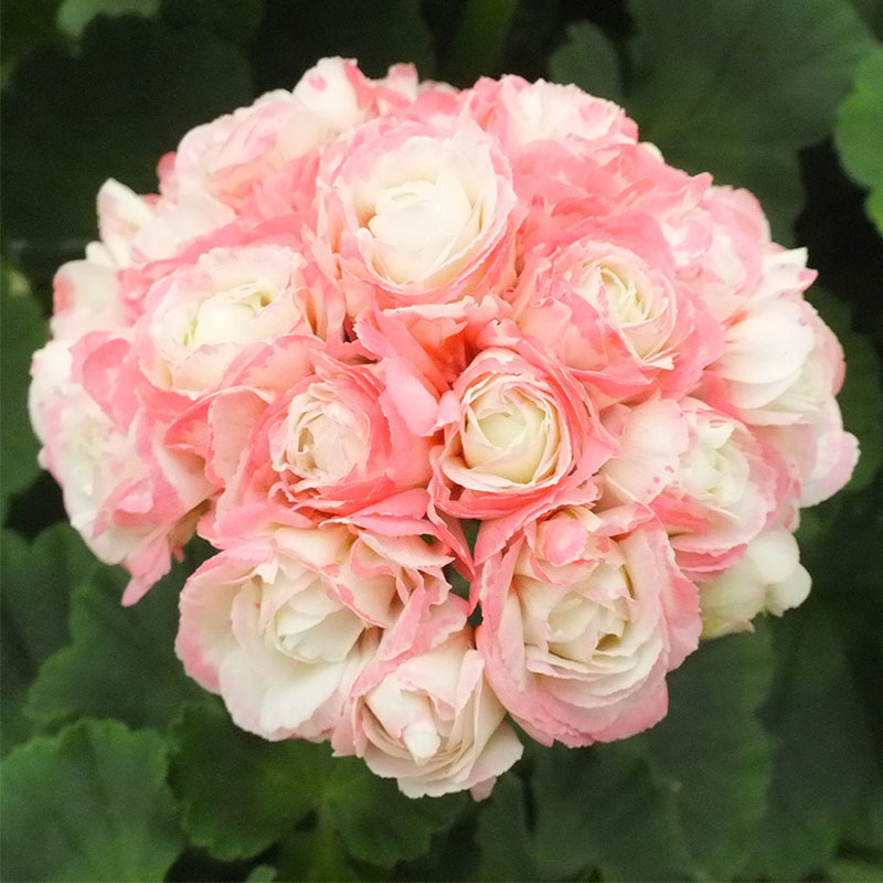 Apple Blossom Geranium Seeds