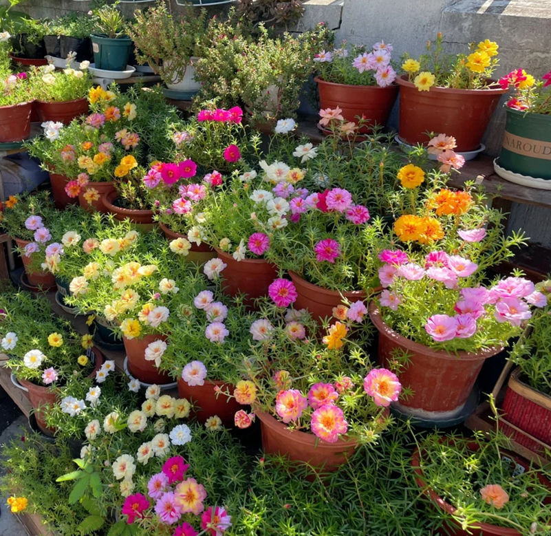 10000 Pcs Muti-color portulaca Seeds 80-90% germination