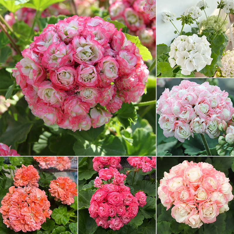 Apple Blossom Geranium Seeds