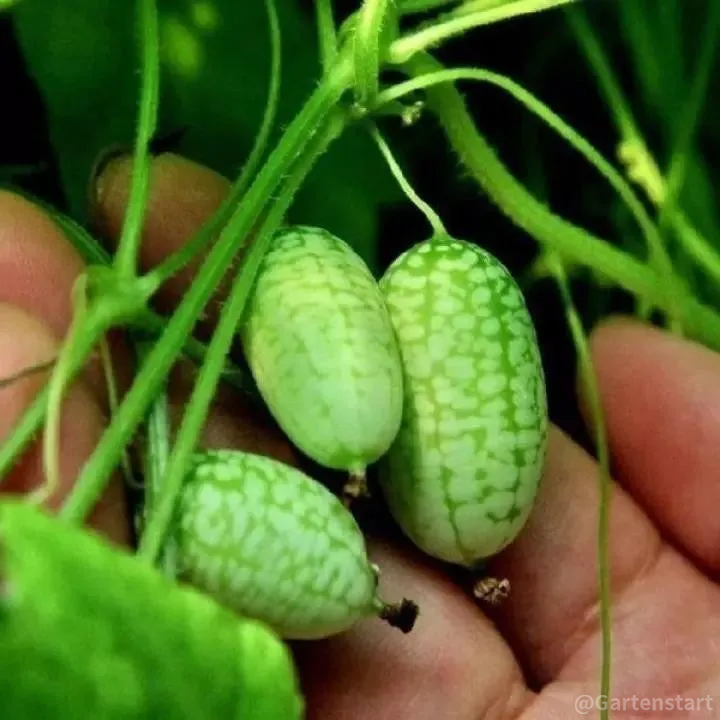 Rare Thumb Watermelon Seed
