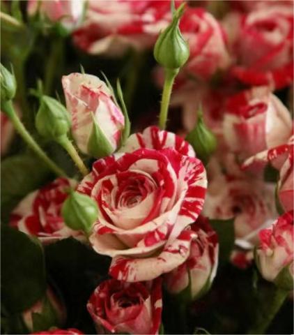 Rare Twin Rose - Love Bubble Rose