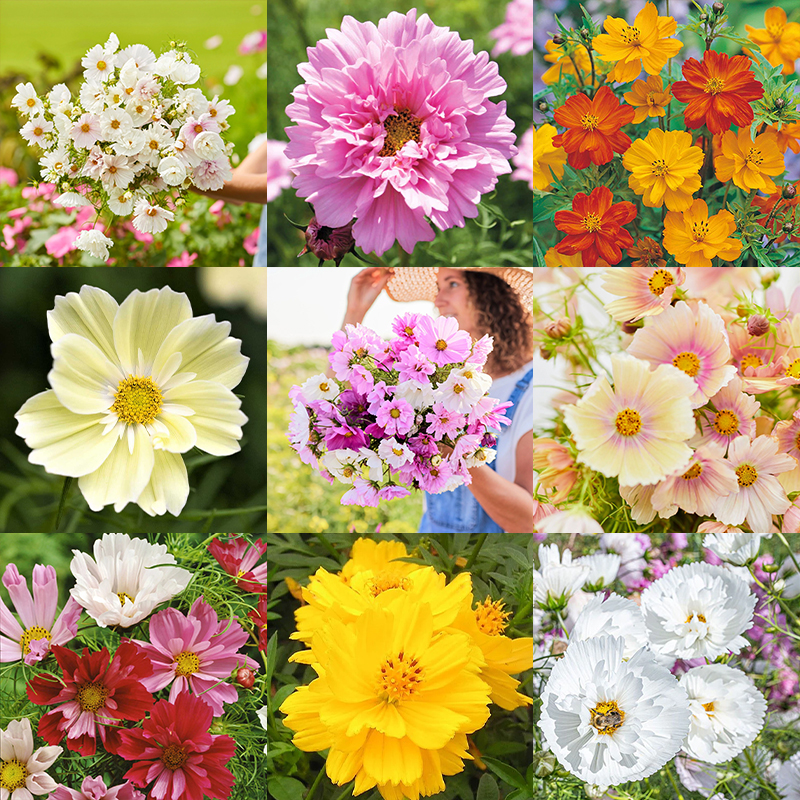 Mixed Cosmos Bipinnatus Seeds