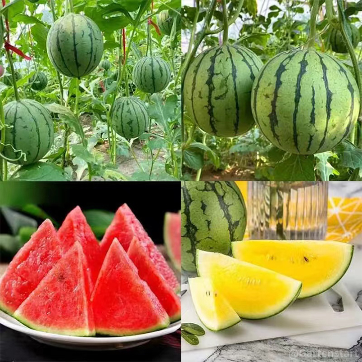 🍉Ruby Watermelon Seeds🍉
