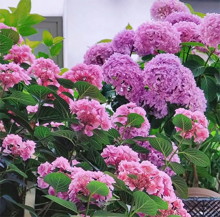 🔥Hot sale🔥  Hydrangea Seed Bonsai Flower Seeds 20/50/100 Pcs 💐