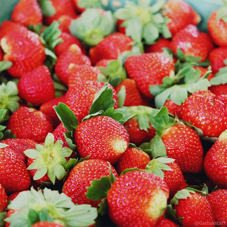🍓Cream Giant Strawberry Seeds -- Various shapes & Natural juices🥤