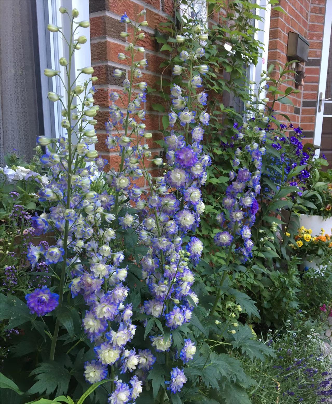 Delphinium Seeds🌸Suitable for autumn & winter