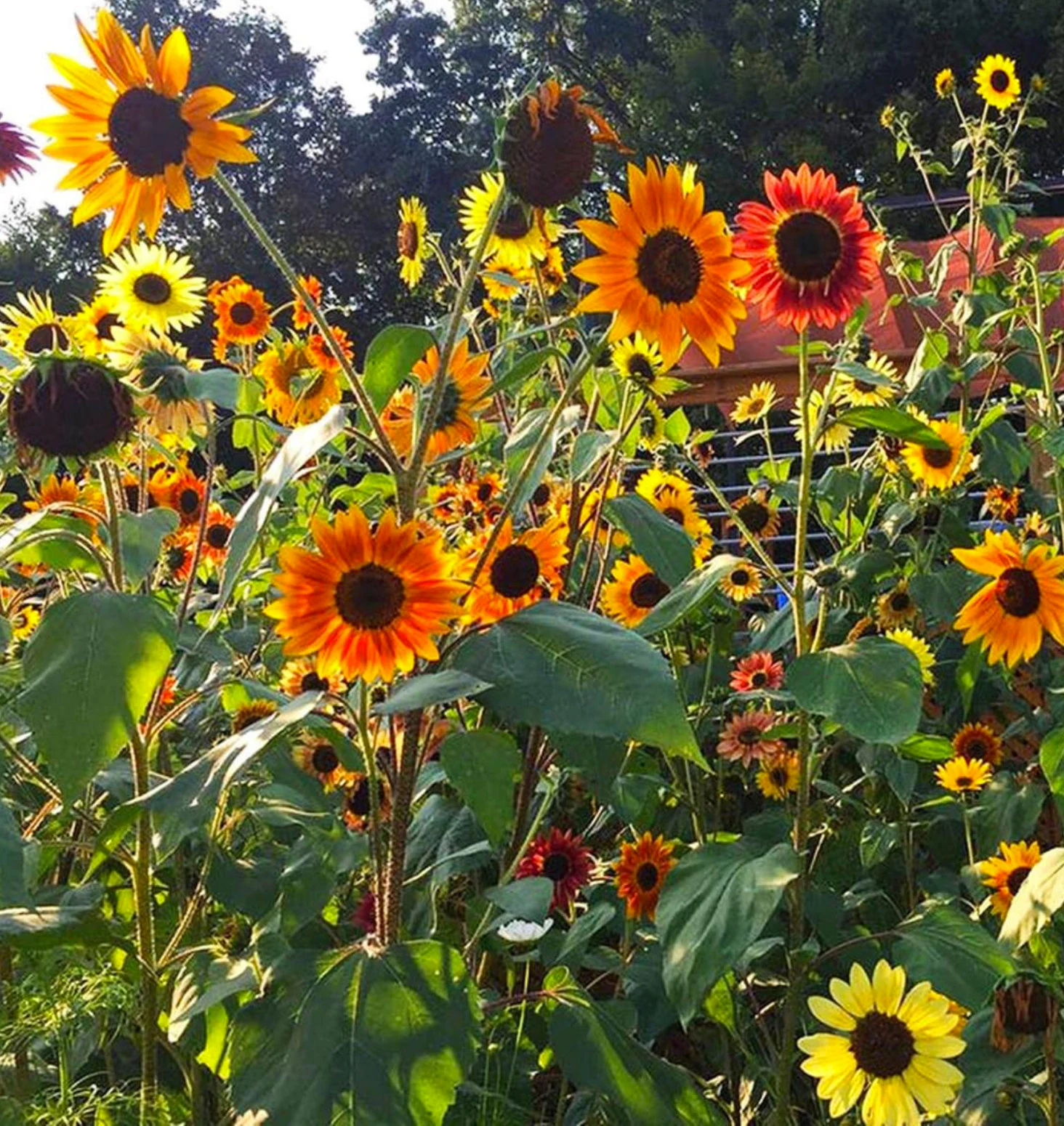 Mix Sunflower Seeds-OVER 100+ KINDS MIXED