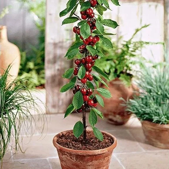 RAINIER CHERRY FRUIT SEEDS(🪴BUY 4 GET 1 FREE🌿CAN BE PLANTED IN WINTER)
