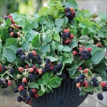 SWEET GIANT BLACKBERRY SEEDS