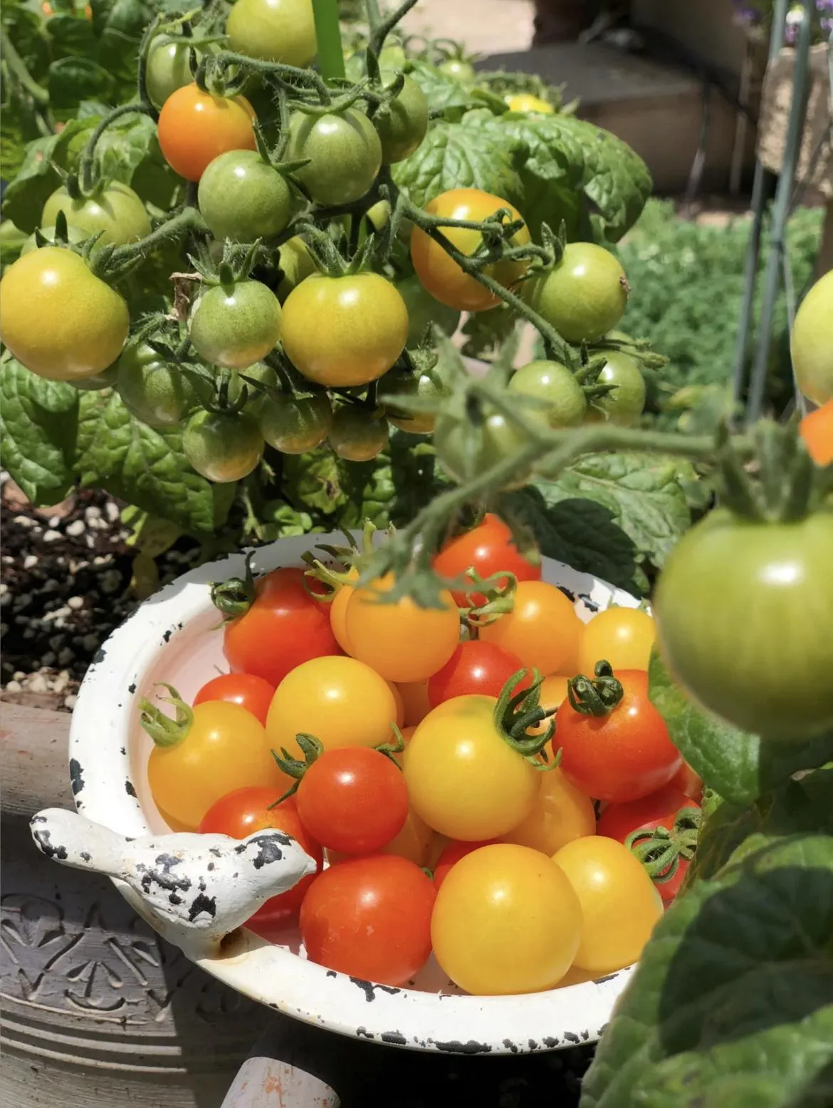 Colorful Dwarf Tomatoes-Four Seasons Potted Plants