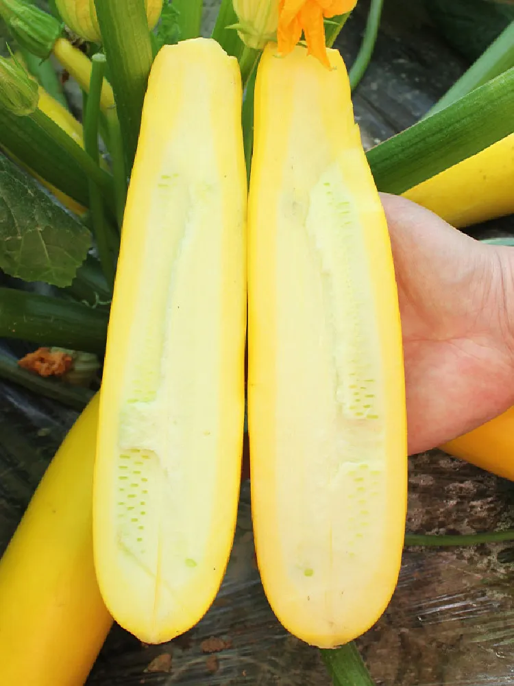 Banana Zucchini - Golden Zucchini🌿Can be planted in all seasons