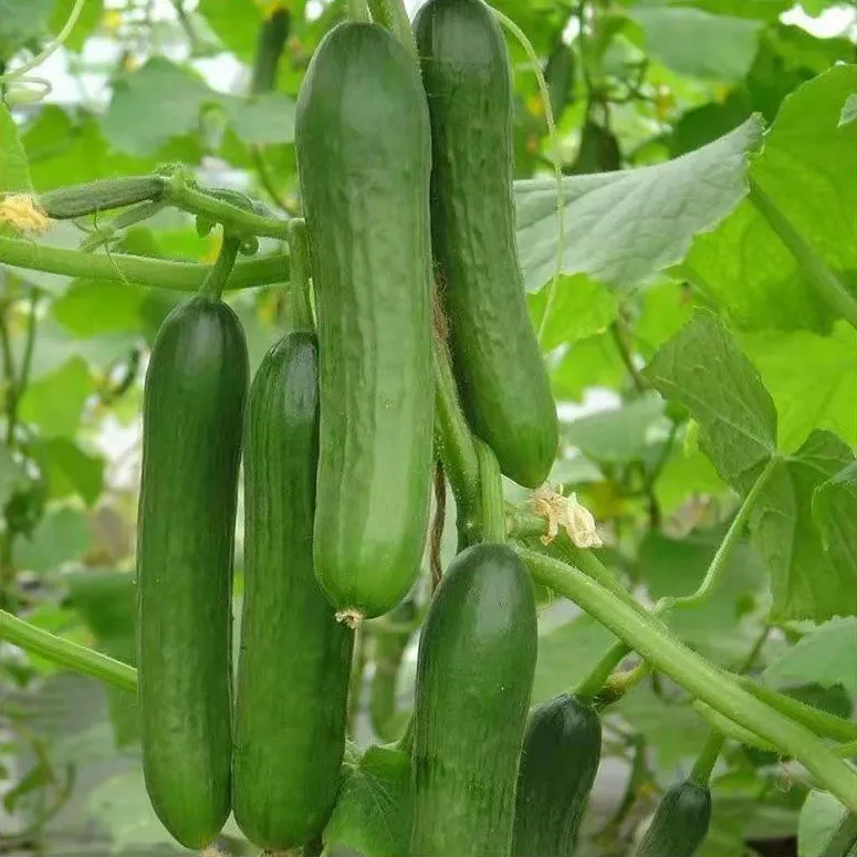 Thorn-less Mini Cucumber Seeds